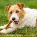 Pets Unlimited Steak Fillet Dog Treat | A premium meaty treat 100% natural with no artificial Colours flavours or preservatives | Rawhide Free Dog Treats | 84% Duck & Fish - Buy Online on GoSupps.com