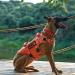 Oneigris Dog Harness | X Destroyer Tactical Adjustable Anti-Trail Harness - Ideal for All Breeds | International Shipping Available - Buy Online on GoSupps.com