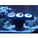 Aqualuri Coral Holder with Magnet | Coral Rack for Aquariums | Fluorescent Coral Offshoot Board | International Shipping Available - Buy Online on GoSupps.com