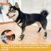 SCIROKKO Anti-Slip Dog Socks (3 Pairs) - Adjustable Pet Paw Protection with Golden Paw Pattern - Indoor Traction Control - Size L (Paw width 3.13 in) Black - Buy Online on GoSupps.com