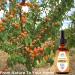 100% Pure Organic Apricot Kernel Oil - Cold-Pressed 2 oz from Turkey | Ideal for Massage Skincare Hair & Aromatherapy - Buy Online on GoSupps.com