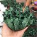 Natural Crystal Rough Crystal Cluster Natural Green Ghost Phantom Quartz Crystal Cluster Specimen Wedding Decoration Aquarium 300-400g - Buy Online on GoSupps.com