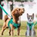 Buy Green Padded Dog Harness for Small Dogs - Comfortable XS Puppy Harness for Ultimate Control & Support - Buy Online on GoSupps.com