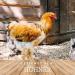 Buy My Hens Oregano Vital 250ml - Oregano & Thyme Oil Supplement for Chickens Pigeons & Quail | Supports Intestinal Health & Metabolism - Buy Online on GoSupps.com