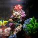 TAOMYPETS Coral Decor for Aquariums - Resin Coral Reef Ornaments | International Shipping - Buy Online on GoSupps.com
