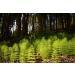 Horsetail Herb Tea | Equisetum Arvense L | Pr le Des Champs Herbe Tisane | Health Embassy (100g) 100 g (Pack of 1) - Buy Online on GoSupps.com