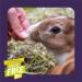 Burgess Excel Wildflower Forage for rabbits guinea pigs and chinchillas 75g Wildflower 75 g (Pack of 1) - Buy Online on GoSupps.com