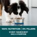 Purina ONE +Plus Large Breed Dry Puppy Food with Chicken - 7 kg Bag Dry Dog Food - Buy Online on GoSupps.com