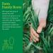 Buy Amazing Grass Organic Wheat Grass Tablets - 200 Tablets for Natural Wellness - Buy Online on GoSupps.com