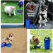 BrokSilent Dogs Travel Water Bottle - Leak Proof Puppy Dispenser with Bowls - Blue - Buy Online on GoSupps.com