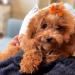 60PCS Cute Puppy Dog Bowknot Hair Bows with Rubber Bands - Handmade Pet Grooming Accessories - Buy Online on GoSupps.com