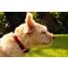 Sniffing Fans Leather Dog Collar - Padded Robust for All Sizes (S 24-30cm Red) - Perfect for Medium Large & Small Dogs - Buy Online on GoSupps.com
