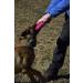 Dingo Gear S00311 Cotton Nylon Dog Training Teether with Two Handles 28 x 7 cm Pink 28 x 7 cm 2 Griffen pink - Buy Online on GoSupps.com