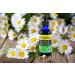 Dr. Rydland's Stomach & Colic Liquid Herbal Formula (2oz) - Pleasant Tasting Formula - Buy Online on GoSupps.com