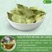 Lavendium 300+ Premium Dried Bay Leaves Bay Leaf Tea Bay Leaves Spice Whole Nice Leaves Wildcrafted Fresh Harvested Bay Leaves For Cooking Sugar-Free Gluten Free Caffeine Free Vegan - Buy Online on GoSupps.com