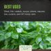 Frontier Co-op Organic Sweet Basil Leaf - 1lb Cut & Sifted for Cooking - Buy Online on GoSupps.com