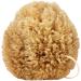 Givereldi Power Exfoliator Natural Sea Sponge - Strong Durable Unbleached Pouf and Scrub with Rope - 100% Organic & Hypoallergenic - Adult Bath Shower Exfoliating Art Pets Gift (Small) 11 cm