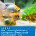 API Quick Start Nitrifying Bacteria â€“ Freshwater & Saltwater Aquarium Starter - Buy Online on GoSupps.com