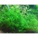 Tropica Taxiphyllum Taiwan Moss 1-2-Grow! - Buy Online on GoSupps.com
