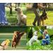 Dogs Clicker Pet Dog Training Clicker with Wrist Strap Training for Pet Dog Puppy Cats Bird Horse etc(2 Packs) (Black&White) - Buy Online on GoSupps.com