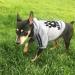 Dolahovy Dogs Hoodie - Stylish Winter Sweater Vest for Small & Medium Dogs Cats | Cozy Autumn Pet Outfit for Chihuahuas & Teddy Breeds - Size 3XL Gray - Buy Online on GoSupps.com