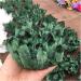 Natural Crystal Rough Crystal Cluster Natural Green Ghost Phantom Quartz Crystal Cluster Specimen Wedding Decoration Aquarium 300-400g - Buy Online on GoSupps.com