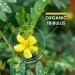 Organic Tribulus 1500mg - 60 Capsules - High Potency Tribulus Terrestris (1 Month Supply) by Alpha01 1 count (Pack of 60) - Buy Online on GoSupps.com