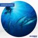 HI-SEAS Quattro Monofilament Fishing Line 12 lb Test 1000 Yd - Low-Vis 4 Color Camo | Saltwater Main Line for Strong & Durable Performance - Buy Online on GoSupps.com