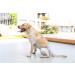 Petmia Washable Diapers for Dogs | Hygiene Underpants for Dogs in Heat | 5 Sizes XS to XL | 3-Pack Beige Black Purple - Buy Online on GoSupps.com