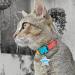 Buy Kittyrama Cats & Kittens Neck Bands - Breakaway Hypoallergenic Comfortable | As Seen in Vogue | Vet Approved | Shop Stylish Copacabana & More! - Buy Online on GoSupps.com