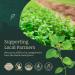 Peppermint Oil - 100% Pure Peppermint Oil - Australian Black Mitcham Peppermint Essential Oil 2X More Refreshing Mentha Piperita - Optimal 55% Menthol Aromatherapy Essential Oils - Buy Online on GoSupps.com