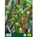 Biojoy Ground Organic Cardamom Pods (100g) Green Cardamom Powder (Elettaria cardamomum) - Buy Online on GoSupps.com