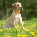 Dogwong Yellow Dog Collar - Adjustable & Comfortable Pet Collar with Removable Fly for Small & Medium Dogs - Perfect Gift for Girls - Pack of 1 - Buy Online on GoSupps.com