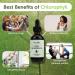 Liquid Chlorophyll Drops Chlorophyll Liquid Drops for Water Chlorophyll Liquid Drops Energy Boost Immune System Support - Buy Online on GoSupps.com