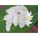 Buy Alum Stone Block - Natural White Alum Crystal Rock (7oz/200g) for Shaving & Skincare | Phitkari Crystal Stone - Buy Online on GoSupps.com