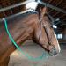Organic Biothane Horse Leash & Reins - Water & Dirt Repellent 16mm Wide 2.50m Long - Perfect for Horses & Ponies - Buy Online on GoSupps.com