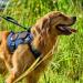 Oneigris Tactical Dog Harness - Fire Watcher Safety Vest for Service Dogs - No-Pull Design 1000D Nylon Large Blue - Buy Online on GoSupps.com