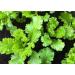 400 + South Giant Curled semi -Organic Mustard Non gm Garden Sprouts