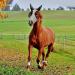 Horse Mask Fly Mask with Ears for Protecting from UV and Fly Comfortable & Stretchable Suitable for Most Large Horses - Buy Online on GoSupps.com