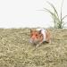Niteangel Natural Soft Hamster Bedding Mix 5L - Ideal for Syrian Dwarf Hamsters, Gerbils, Mice, Degus, Bunnies & Small Pets - Timothy & Coco Blend - Buy Online on GoSupps.com