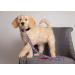 Shop Pets First MLB Chicago Cubs Pet Leash - Durable Stylish & Perfect for Cubs Fans | Fast International Shipping - Buy Online on GoSupps.com