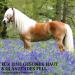 Premium Natural MSM Boots for Horses | 100% Organic 1kg - Supports Gel Metabolism Skin Fur & Hoof Growth - Buy Online on GoSupps.com