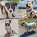 Dog Cooling Vest - Breathable Mesh Ice Vest for Small, Medium, & Large Dogs - Adjustable Straps - Small Rainbow - Buy Online on GoSupps.com