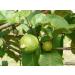 Jamaican Guava Leaves 1 oz - Buy Online on GoSupps.com