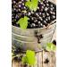 French Organic Blackcurrant 100 ml | Drinking Solution for Fresh Plants | Joint Care Joint Mobility Joint Pain | Certified AB Certified France | Laboratory SYNERGIA - Buy Online on GoSupps.com