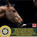 Electrolyte Horse Paste with Vitamins | B Complex Sodium Potassium & Magnesium - Essential After Diarrhea & for Hydration | International Shipping Available - Buy Online on GoSupps.com