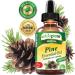 myVidaPure Pine Essential Oil 100% Pure Natural Undiluted Therapeutic Grade Essential Oil 2 Fl.oz.- 60 ml for Aromatherapy Soaps Candles Diffuser & Reed Diffusers - Buy Online on GoSupps.com