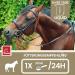Vitamin B Complex for Horses - 1L Liquid | High Dose B1 B2 B6 B12 | Supports Muscles Immune System Nerve Energy & Metabolism - Buy Online on GoSupps.com
