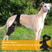 DJAPWPX Dog Knee Brace Adjustable Dog Leg Braces Breathable Pet Back Leg Support Brace Comfortable Dog Hip Brace for Supporting Dogs with Torn ACL Muscle Hind Leg Joint Discomfort (L) - Buy Online on GoSupps.com