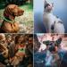 Dewel Shining Tick Collar for Dogs - Adjustable Waterproof Flea & Tick Prevention XL 63.5cm - Lightweight & Effective Vermin Control - Buy Online on GoSupps.com